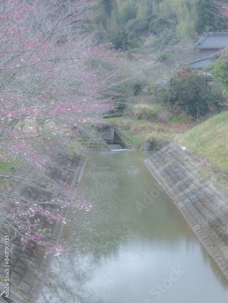 Obraz 桜の咲く川