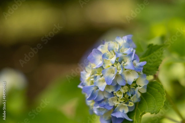 Obraz 青い紫陽花