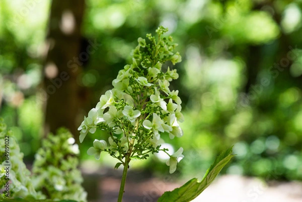 Obraz 白い紫陽花