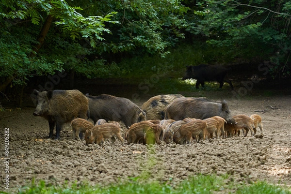 Obraz Wild hogs in the forest