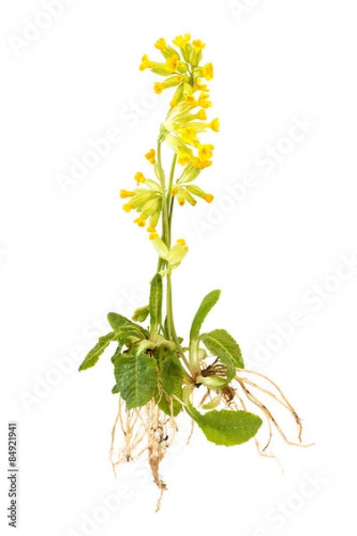 Obraz Schlüsselblumen mit Wurzeln