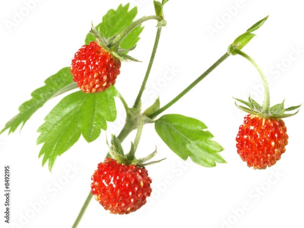 Fototapeta Erdbeeren / isoliert