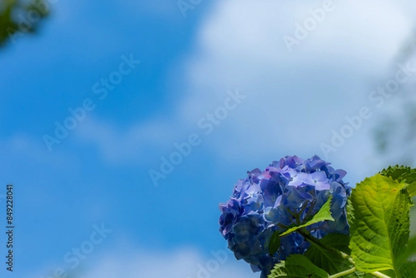 Obraz 青い紫陽花と青空