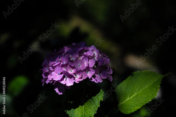 Fototapeta 赤い紫陽花