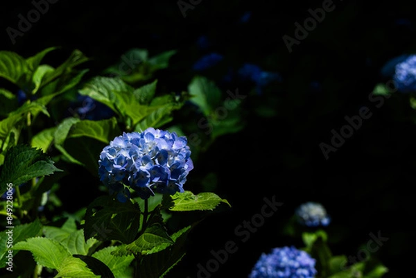 Obraz 青い紫陽花