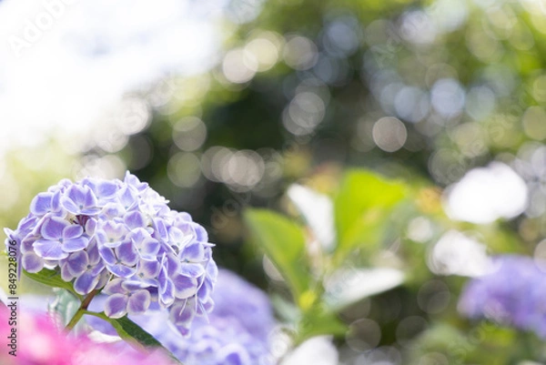 Fototapeta 青い紫陽花