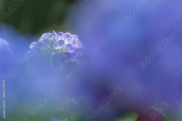 Fototapeta 青い紫陽花