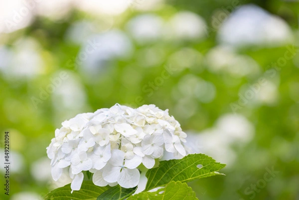 Obraz 白い紫陽花