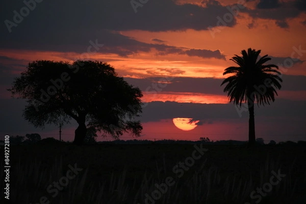 Obraz sunset with trees