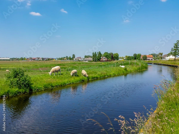 Fototapeta Schapen langs sloot bij dorp