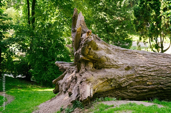 Obraz root of the fallen big tree