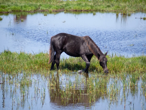 Fototapeta Grazing in the marshes
