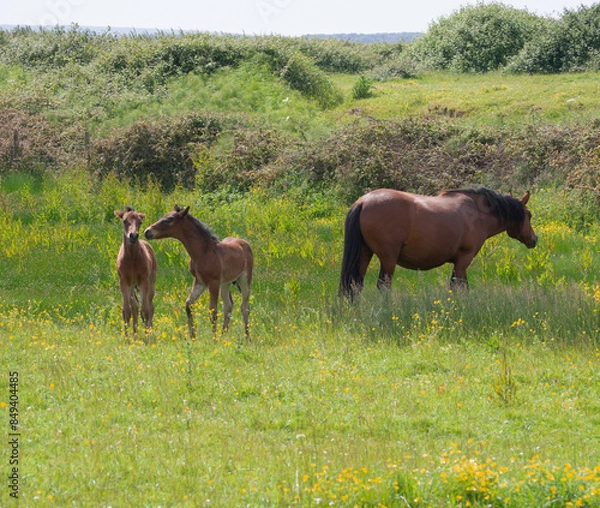 Fototapeta New Forest Foals.