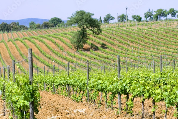 Obraz Tuscan vineyards