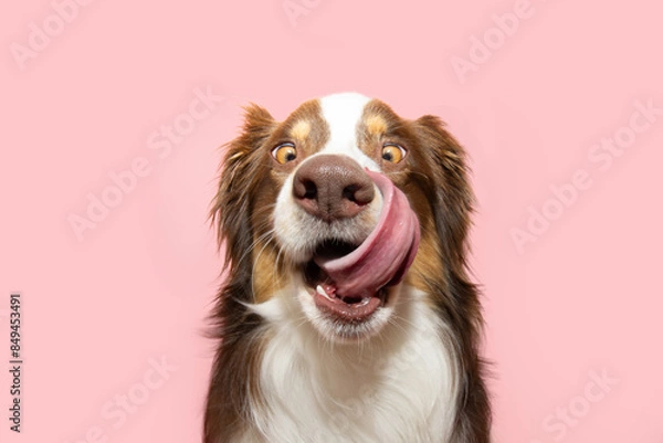 Obraz Funny and hungry Australian shepherd puppy dog eating and licking its lips with tongue. Isolated on pink pastel background on summer or spring season