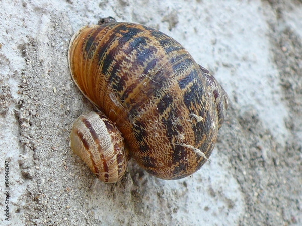 Fototapeta snails