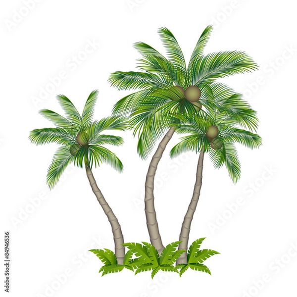 Obraz Palm tree colored isolated on white