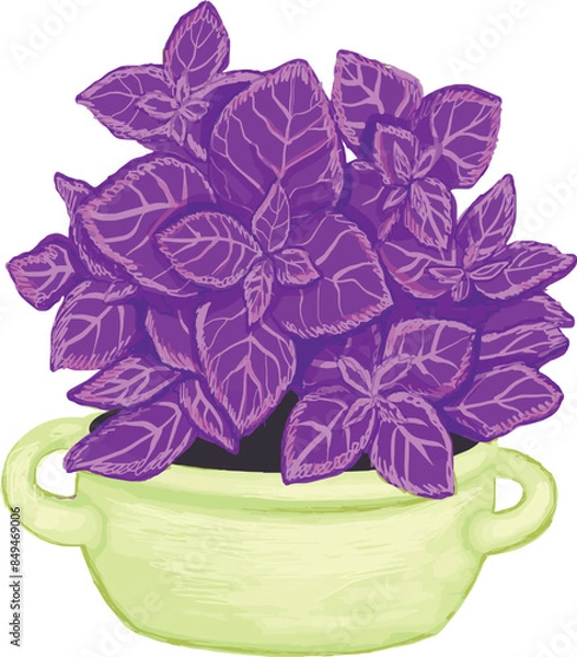 Fototapeta Vector digital drawing of house plants, windows flowers, greenery for the house, hand drawn violet flowerpots, violet plant, violet leaves