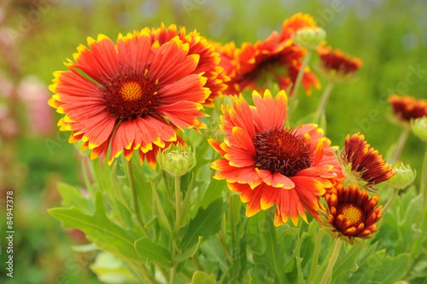 Fototapeta Marguerite