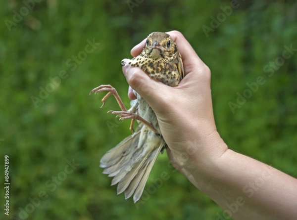 Obraz song thrush (Turdus philomelos) before being ringed