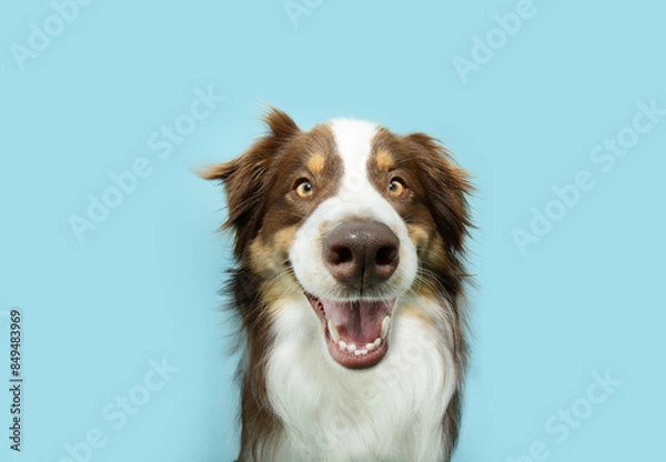 Obraz Happy smiling Australian shepherd puppy dog. Isolated on blue pastel colored background on summer, spring season