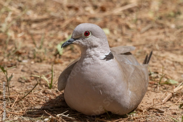Fototapeta Eurasian collared dove (Streptopelia decaocto) perched on the ground
