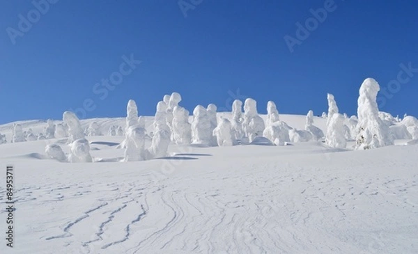 Fototapeta 蔵王の樹氷群