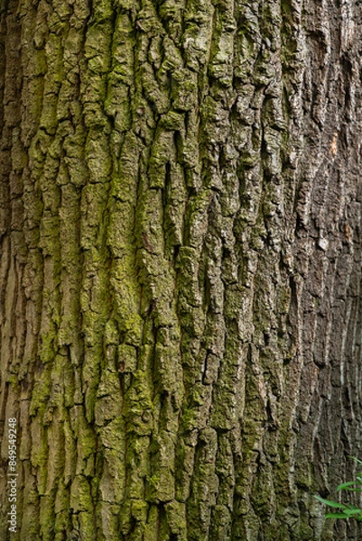 Obraz Huge oak bark texture close up.