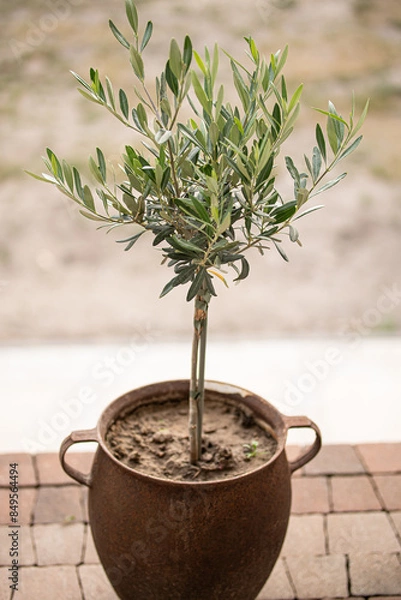 Obraz drzewko oliwne