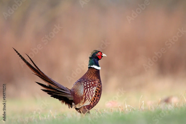 Obraz Pheasant