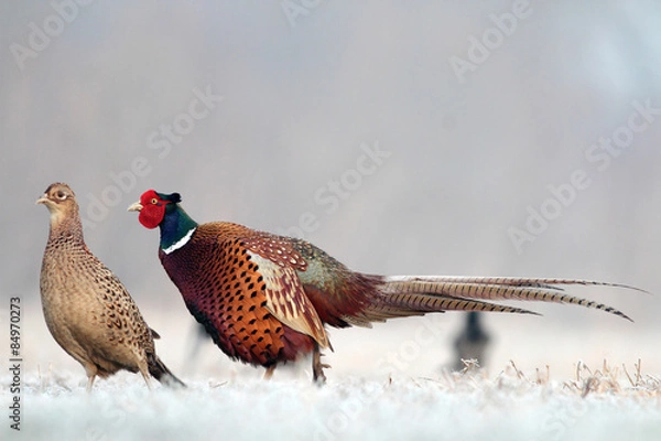 Obraz Pheasant