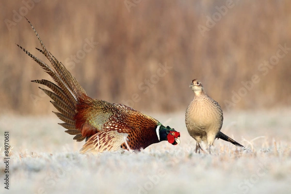 Obraz Pheasant