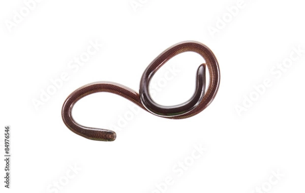 Obraz Thread Snake