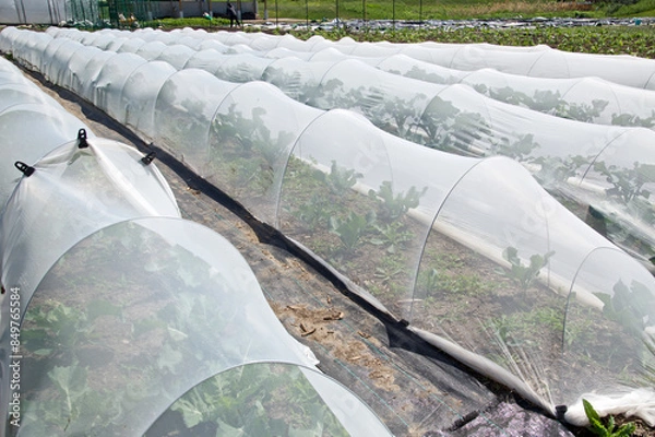 Fototapeta Greenhouse hoops grow tunnel with garden netting  shade cloth row cover for protection against birds and insects