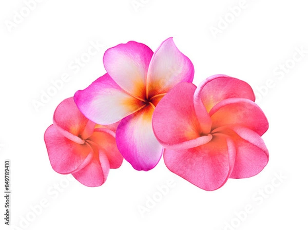 Fototapeta pink frangipani flower  isolated on transprent p n g