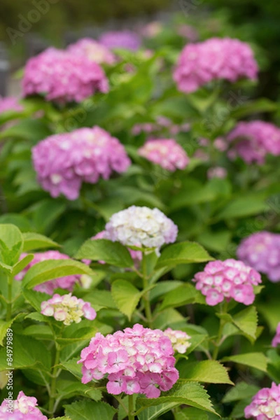 Fototapeta アジサイ