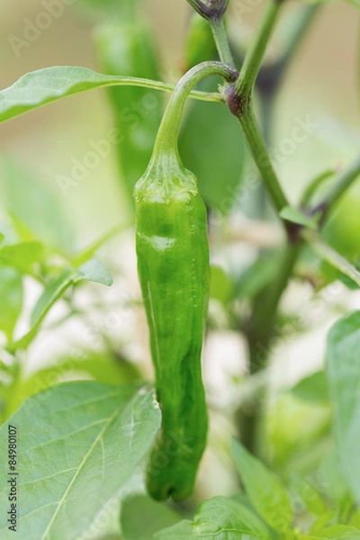 Fototapeta シシトウ畑　