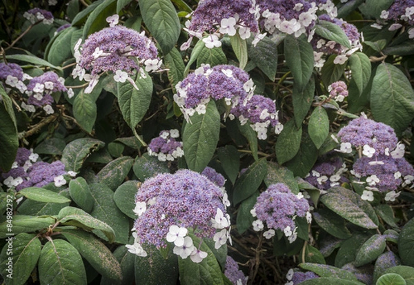 Fototapeta Hydrangea Aspera