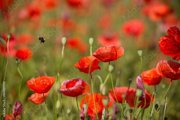 Obraz Mohnfeld mit Hummel