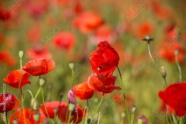 Fototapeta Mohn mit Hummel