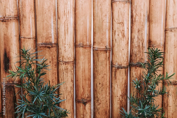 Obraz bamboo forest background