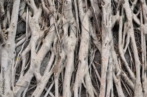 Fototapeta Banyan tree roots