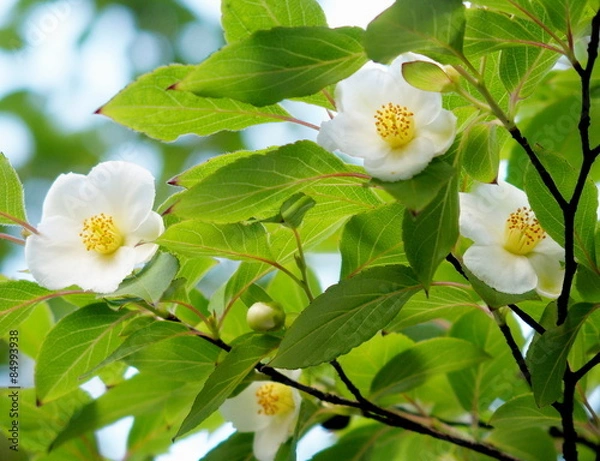 Obraz ヒメシャラ