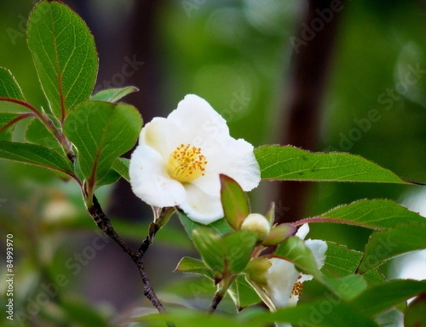 Obraz ヒメシャラ