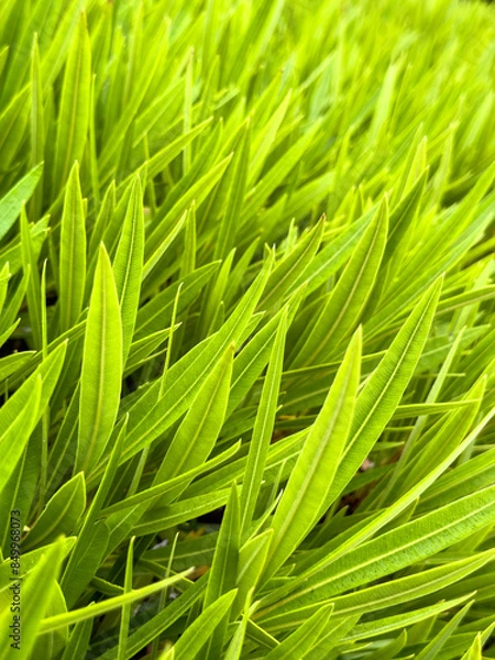 Obraz green leaf background