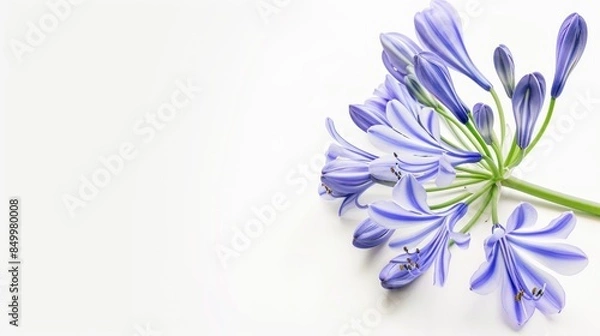 Obraz Agapanthus on white background