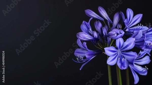 Obraz Agapanthus with copy space