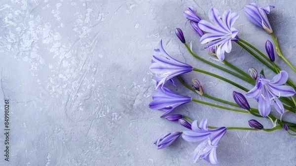 Obraz Agapanthus with copy space