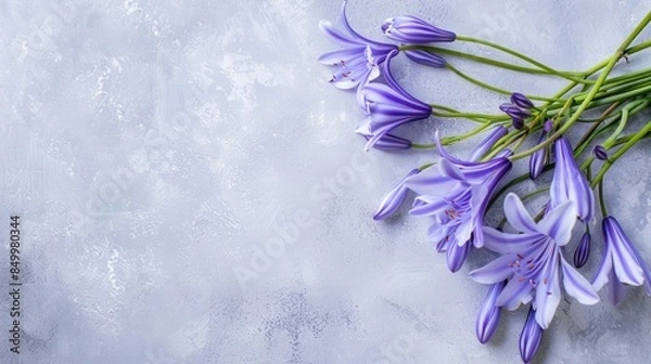 Obraz Agapanthus with copy space