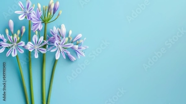 Obraz Agapanthus with copy space
